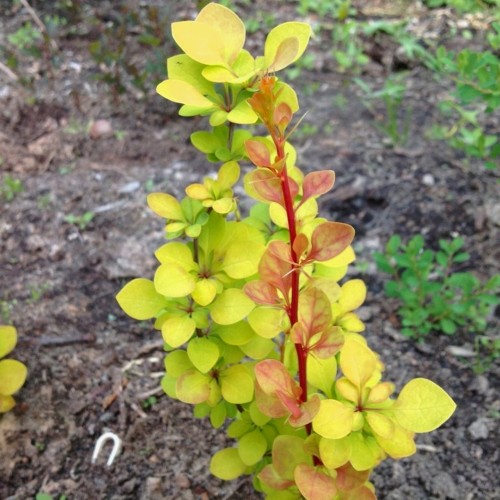 Berberis thunbergii 'Orange Torch' - Thunbergi kukerpuu 'Orange Torch'